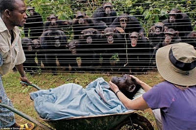 チンパンジー　葬式